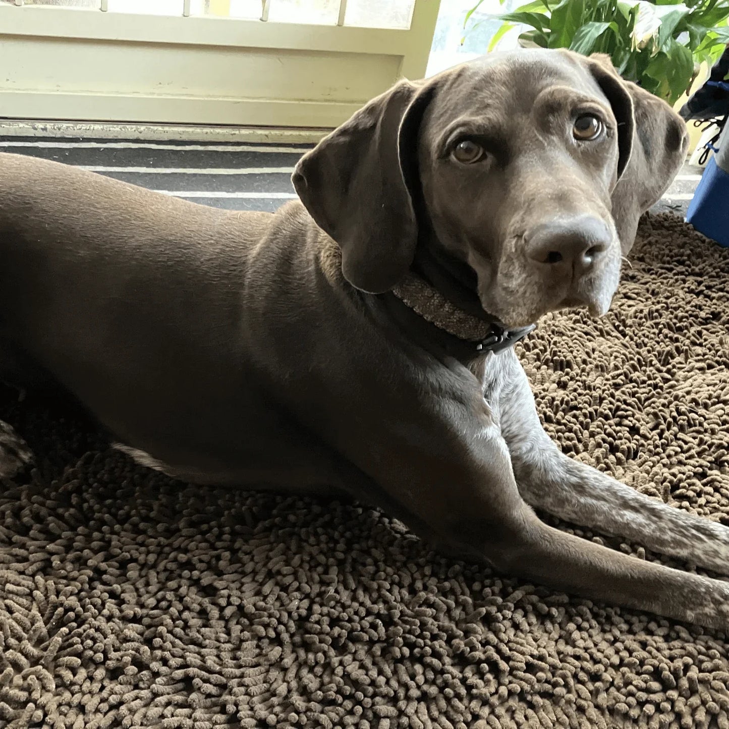 Paw Vibe | Dog doormat