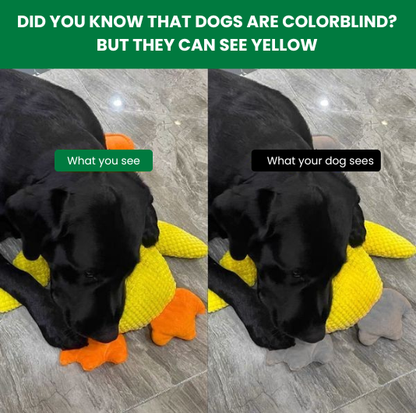 Paw Vibe | The Calming Duck